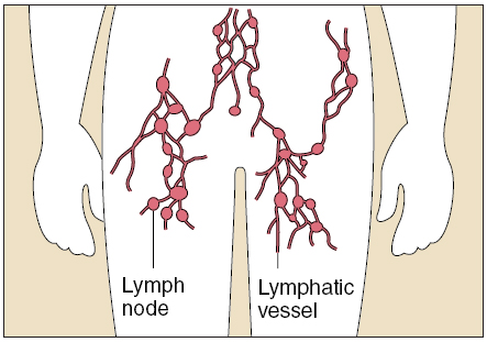 Lymph Nodes and Vessels - The Circulatory System